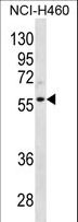 CCNL2 / Cyclin L2 Antibody - CCNL2 Antibody western blot of NCI-H460 cell line lysates (35 ug/lane). The CCNL2 antibody detected the CCNL2 protein (arrow).