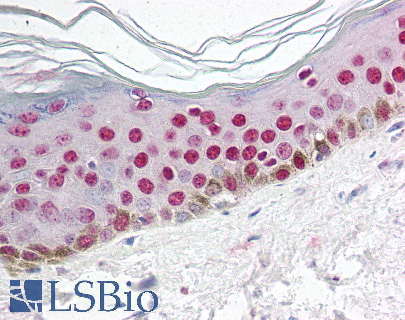 CCNO / UNG2 Antibody - Anti-CCNO / Cyclin O antibody IHC of human skin. Immunohistochemistry of formalin-fixed, paraffin-embedded tissue after heat-induced antigen retrieval. Antibody concentration 5 ug/ml.