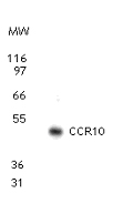 CCR10 / GPR2 Antibody - Western blot analysis for CCR10 using antibody at 2 µg/ml dilution against 10 ug of MCF-7 (a human breast cancer cell line) cell lysate.