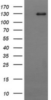 CD163 Antibody - HEK293T cells were transfected with the pCMV6-ENTRY control (Left lane) or pCMV6-ENTRY CD163 (Right lane) cDNA for 48 hrs and lysed. Equivalent amounts of cell lysates (5 ug per lane) were separated by SDS-PAGE and immunoblotted with anti-CD163.