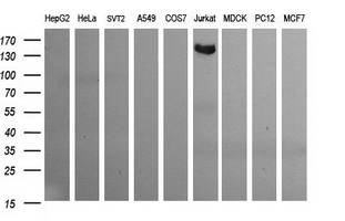 CD163 Antibody - Western blot of extracts (35 ug) from 9 different cell lines by using anti-CD163 monoclonal antibody (HepG2: human; HeLa: human; SVT2: mouse; A549: human; COS7: monkey; Jurkat: human; MDCK: canine; PC12: rat; MCF7: human).