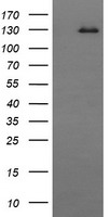 CD163 Antibody - HEK293T cells were transfected with the pCMV6-ENTRY control (Left lane) or pCMV6-ENTRY CD163 (Right lane) cDNA for 48 hrs and lysed. Equivalent amounts of cell lysates (5 ug per lane) were separated by SDS-PAGE and immunoblotted with anti-CD163.