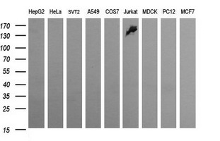 CD163 Antibody - Western blot of extracts (35 ug) from 9 different cell lines by using anti-CD163 monoclonal antibody (HepG2: human; HeLa: human; SVT2: mouse; A549: human; COS7: monkey; Jurkat: human; MDCK: canine; PC12: rat; MCF7: human).