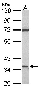 CD1D Antibody - Sample (30 ug of whole cell lysate). A: Raji. 10% SDS PAGE. CD1D antibody. CD1D antibody diluted at 1:1000.