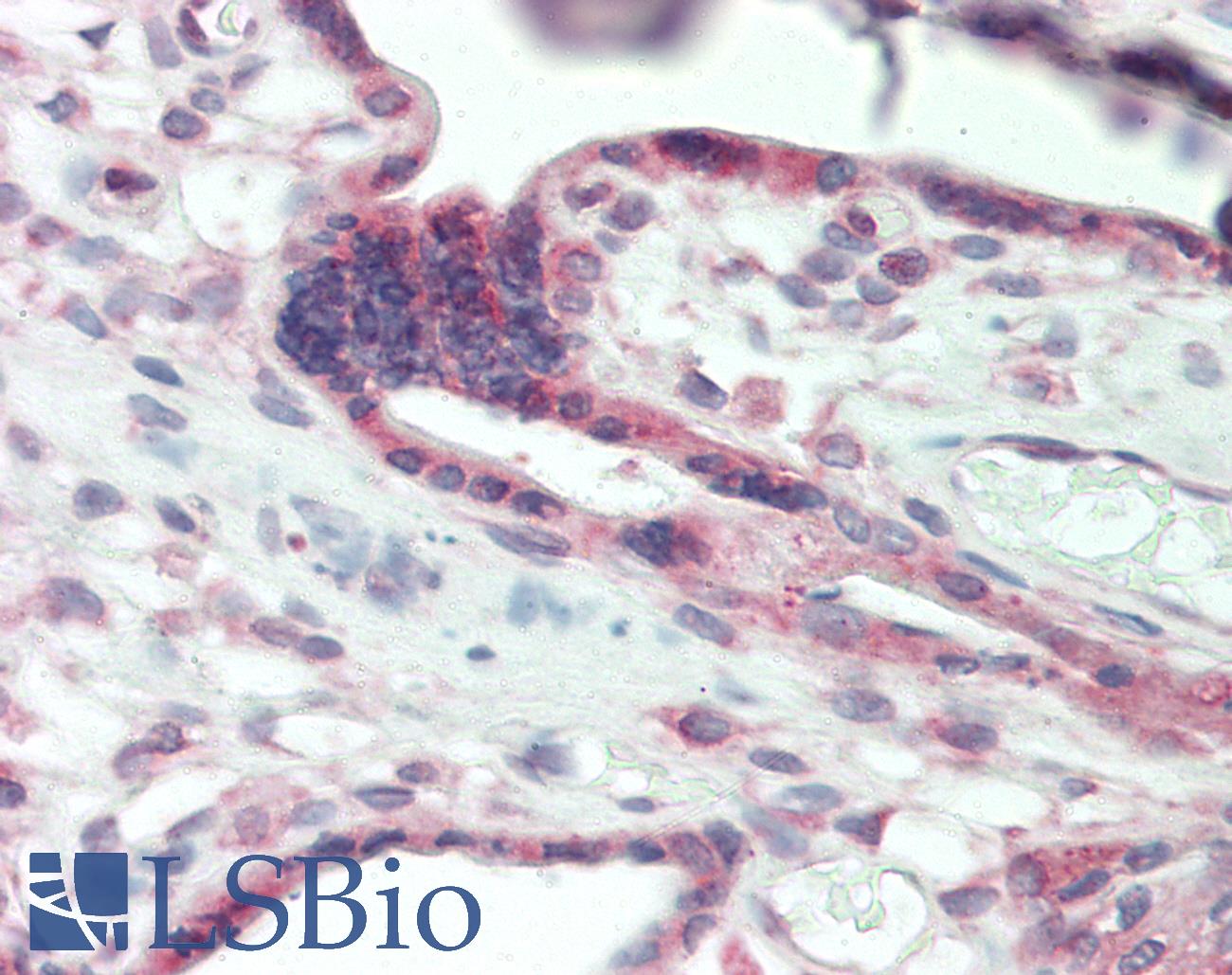 CD200 Antibody - Human Placenta: Formalin-Fixed, Paraffin-Embedded (FFPE).  This image was taken for the unconjugated form of this product. Other forms have not been tested.
