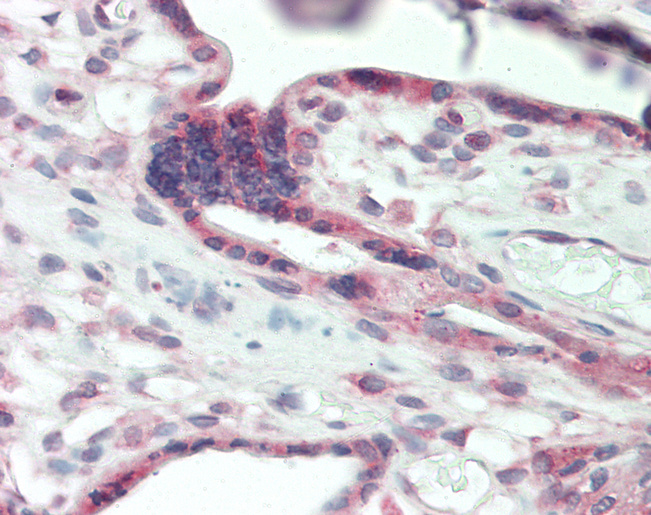 CD200 Antibody - Human Placenta: Formalin-Fixed, Paraffin-Embedded (FFPE).  This image was taken for the unconjugated form of this product. Other forms have not been tested.
