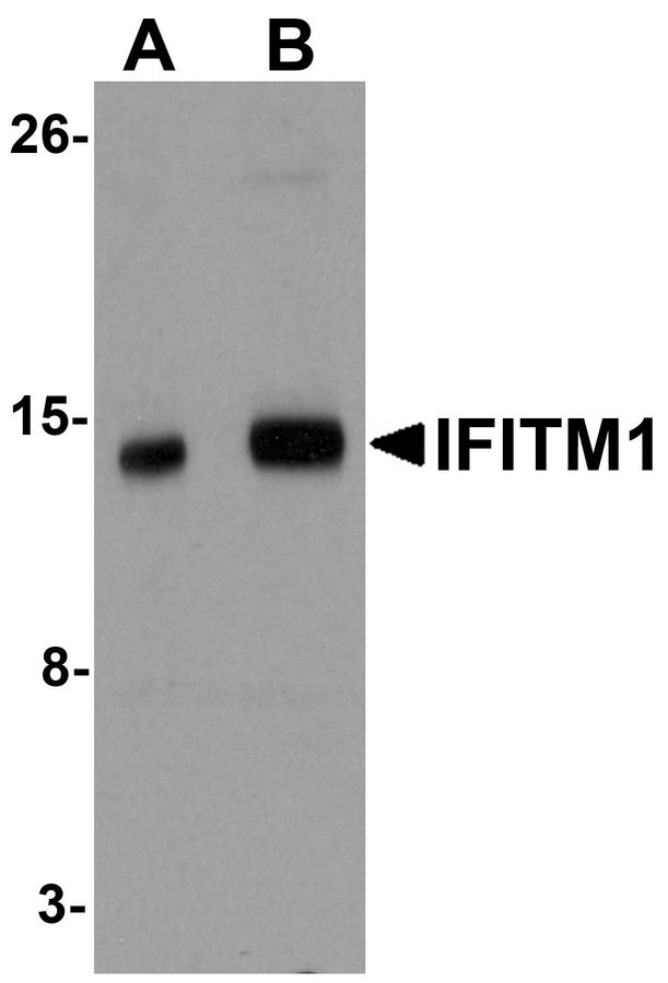 CD225 / IFITM1 Antibody - Western blot analysis of IFITM1 in 3T3 cell lysate with IFITM1 antibody at (A) 1 and (B) 2 ug/ml.