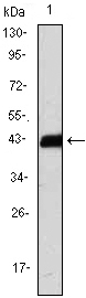 CD247 / CD3 Zeta Antibody - Western blot using CD247 monoclonal antibody against CD247(AA: 52-164)-hIgGFc transfected HEK293 cell lysate.