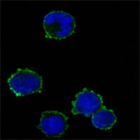 CD247 / CD3 Zeta Antibody - Figure3: Immunofluorescence of K562 cells using anti-CD247 monoclonal antibody (green). Blue: DRAQ5 fluorescent DNA dye.