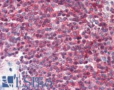 CD27 Antibody - Anti-CD27 antibody IHC of human spleen. Immunohistochemistry of formalin-fixed, paraffin-embedded tissue after heat-induced antigen retrieval. Antibody concentration 10 ug/ml. This image was taken for the unconjugated form of this product. Other forms have not been tested.