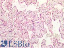 CD276 / B7-H3 Antibody - Human Placenta: Formalin-Fixed, Paraffin-Embedded (FFPE)