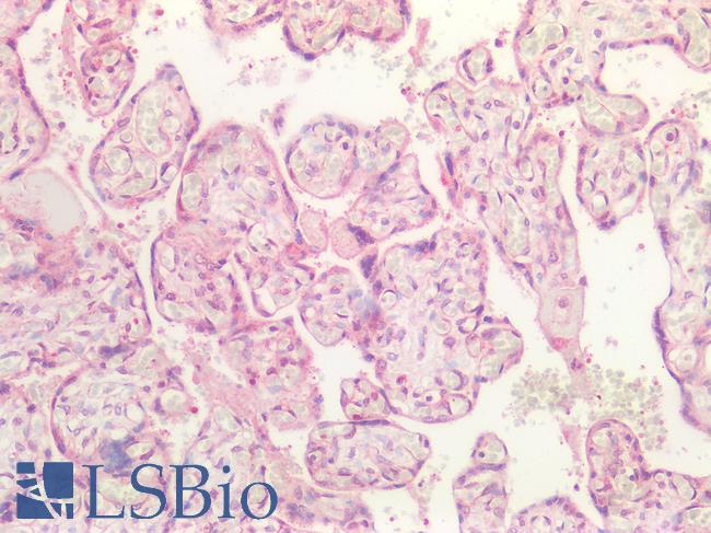 CD276 / B7-H3 Antibody - Human Placenta: Formalin-Fixed, Paraffin-Embedded (FFPE)