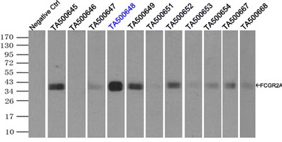 CD32A Antibody - Immunoprecipitation(IP) of FCGR2A by using monoclonal anti-FCGR2A antibodies (Negative control: IP without adding anti-FCGR2A antibody.). For each experiment, 500ul of DDK tagged FCGR2A overexpression lysates (at 1:5 dilution with HEK293T lysate), 2 ug of anti-FCGR2A antibody and 20ul (0.1 mg) of goat anti-mouse conjugated magnetic beads were mixed and incubated overnight. After extensive wash to remove any non-specific binding, the immuno-precipitated products were analyzed with rabbit anti-DDK polyclonal antibody.