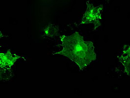 CD32A Antibody - Anti-FCGR2A mouse monoclonal antibody  immunofluorescent staining of COS7 cells transiently transfected by pCMV6-ENTRY FCGR2A.