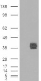 CD32B Antibody - CD32B antibody (1µg/ml) staining of Daudi cell lysate (RIPA buffer, (35µg protein in RIPA buffer). Detected by chemiluminescence.