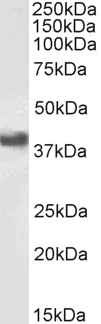CD32B Antibody - CD32B antibody (1µg/ml) staining of Daudi cell lysate (RIPA buffer, (35µg protein in RIPA buffer). Primary incubation was 1 hour. Detected by chemiluminescence.