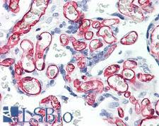 CD34 Antibody - Anti-CD34 antibody IHC of human placenta. Immunohistochemistry of formalin-fixed, paraffin-embedded tissue after heat-induced antigen retrieval. Antibody dilution 20 ug/ml.