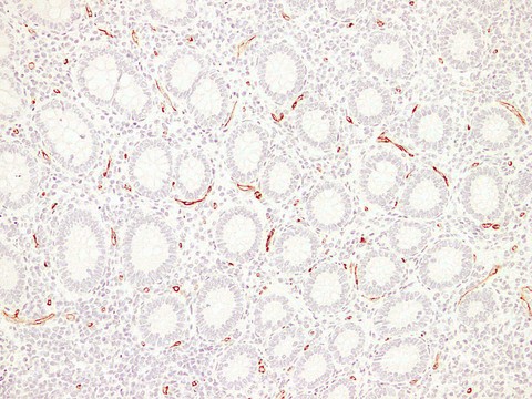 CD34 Antibody - Appendix