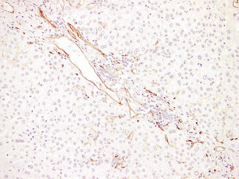 CD34 Antibody - Liver