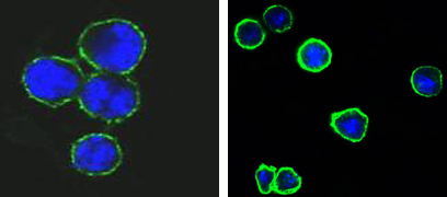 CD37 Antibody - Confocal immunofluorescence of methanol-fixed BCBL-1 (left) and L1210 (right) cells using CD37 mouse monoclonal antibody(green), showing membrane localization. Blue: DRAQ5 fluorescent DNA dye.