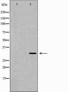 CD40 Antibody - Western blot analysis of CD40 expression in COS7 cells. The lane on the left is treated with the antigen-specific peptide.