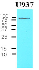 CD44 Antibody - The Cell lysates of U937 (30 ug) were resolved by SDS-PAGE, transferred to NC membrane and probed with anti-human CD44 (1:1000). Proteins were visualized using a goat anti-mouse secondary antibody conjugated to HRP and an ECL detection system.