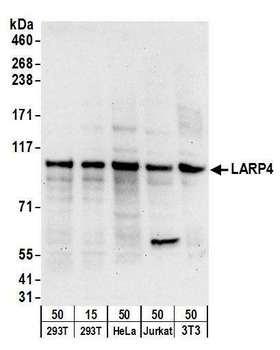 CD44 Antibody - Detection of human and mouse LARP4 by western blot. Samples: Whole cell lysate from HEK293T (15 and 50 µg), HeLa (50µg), Jurkat (50µg), and mouse NIH 3T3 (50µg) cells. Antibodies: Affinity purified rabbit anti-LARP4 antibody used for WB at 0.4 µg/ml. Detection: Chemiluminescence with an exposure time of 30 seconds.