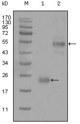 CD44 Antibody - Western blot using CD44 mouse monoclonal antibody against truncated Trx-CD44 recombinant protein (1) and GST-CD44 (aa628-699) recombinant protein (2).