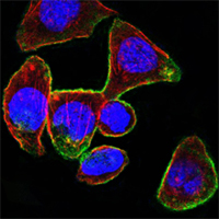 CD44 Antibody - Confocal immunofluorescence of PANC-1 cells using CD44 mouse monoclonal antibody (green). Red: Actin filaments have been labeled with DY-554 phalloidin. Blue: DRAQ5 fluorescent DNA dye.