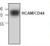 CD44 Antibody - Western blot of CD44 antibody.