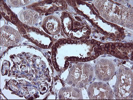 CD45 / LCA Antibody - IHC of paraffin-embedded Human Kidney tissue using anti-PTPRC mouse monoclonal antibody.