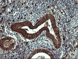 CD45 / LCA Antibody - IHC of paraffin-embedded Human endometrium tissue using anti-PTPRC mouse monoclonal antibody.