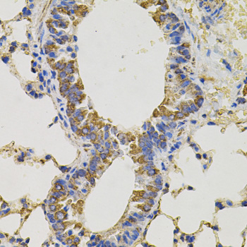 CD45 / LCA Antibody - Immunohistochemistry of paraffin-embedded mouse lung tissue.
