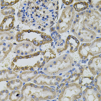 CD45 / LCA Antibody - Immunohistochemistry of paraffin-embedded rat kidney tissue.