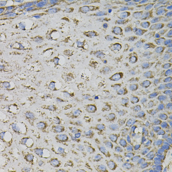 CD45 / LCA Antibody - Immunohistochemistry of paraffin-embedded human esophagus.