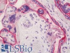 CD46 Antibody - Human Placenta: Formalin-Fixed, Paraffin-Embedded (FFPE) This image was taken for the unmodified form of this product. Other forms have not been tested.