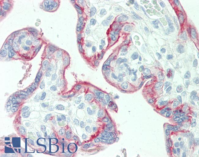 CD46 Antibody - Anti-MCP / CD46 antibody IHC staining of human placenta. Immunohistochemistry of formalin-fixed, paraffin-embedded tissue after heat-induced antigen retrieval.