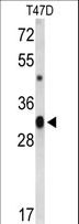 CD47 Antibody - Western blot of CD47 Antibody in T47D cell line lysates (35 ug/lane). CD47 (arrow) was detected using the purified antibody.