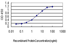 CD48 Antibody - Detection limit for recombinant GST tagged CD48 is approximately 0.1 ng/ml as a capture antibody.