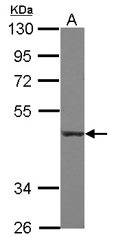 CD55 Antibody - Sample (30 ug of whole cell lysate). A: THP-1. 10% SDS PAGE. CD55 antibody diluted at 1:1000.