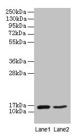 CD59 Antibody - Western blot All lanes: Eukaryotic translation initiation factor 4E-binding protein 2 antibody at 2µg/ml Lane 1: Mouse heart tissue Lane 2: NIH/3T3 whole cell lysate Secondary Goat polyclonal to rabbit IgG at 1/10000 dilution Predicted band size: 13 kDa Observed band size: 13 kDa