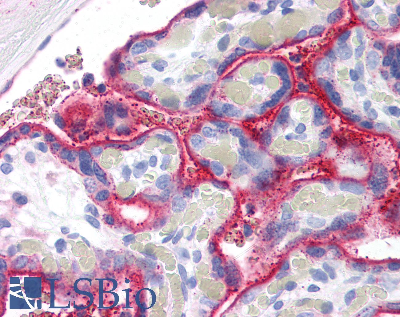 CD59 Antibody - Anti-CD59 antibody IHC of human placenta. Immunohistochemistry of formalin-fixed, paraffin-embedded tissue after heat-induced antigen retrieval. Antibody concentration 5 ug/ml. This image was taken for the unmodified form of this product. Other forms have not been tested.