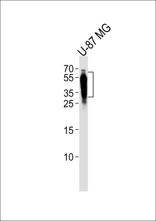 CD63 Antibody - Western blot of lysate from U-87 MG cell line, using CD63 Antibody. Antibody was diluted at 1:1000. A goat anti-rabbit IgG H&L (HRP) at 1:5000 dilution was used as the secondary antibody. Lysate at 35ug.