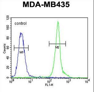 CD63 Antibody - CD63 Antibody flow cytometry of MDA-MB435 cells (right histogram) compared to a negative control cell (left histogram). FITC-conjugated goat-anti-rabbit secondary antibodies were used for the analysis.