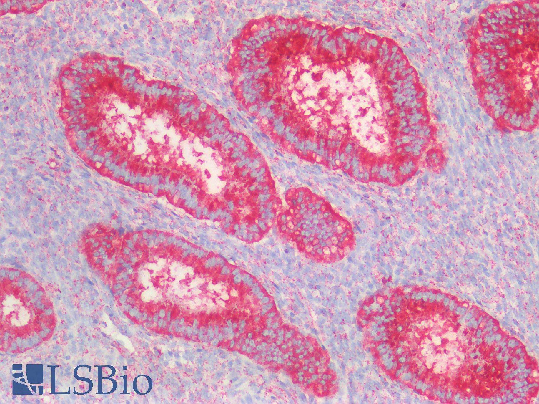 CD63 Antibody - Human Uterus: Formalin-Fixed, Paraffin-Embedded (FFPE)