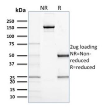 CD68 Antibody - SDS-PAGE analysis of purified, BSA-free CD68 antibody (clone C68/684) as confirmation of integrity and purity.