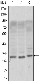CD69 Antibody - Western blot using CD69 mouse monoclonal antibody against, Jurkat (1), L1210 (2) and TPH-1 (3) cell lysate.