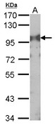 CD71 / Transferrin Receptor Antibody - Sample (30 ug of whole cell lysate). A: NIH-3T3. 7.5% SDS PAGE. CD71 antibody. TFRC antibody diluted at 1:1000. 