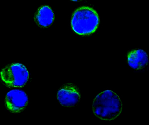 CD80 Antibody - Confocal immunofluorescence of BCBL-1 cells using anti-CD80 monoclonal antibody(green), showing membrane localization. Blue: DRAQ5 fluorescent DNA dye.