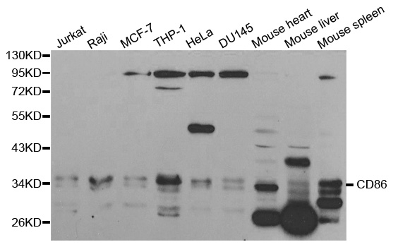 CD86 Antibody - Western blot analysis of extracts of various cell lines, using CD86 antibody.